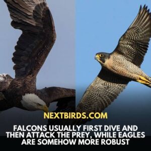 Eagle Vs. Falcon - What Are The Main Differences Between The Both