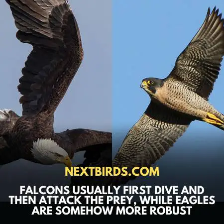 Eagle Vs. Falcon - Eagles Are Stronger Than Falcons