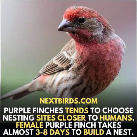 Female Purple Finch build nest