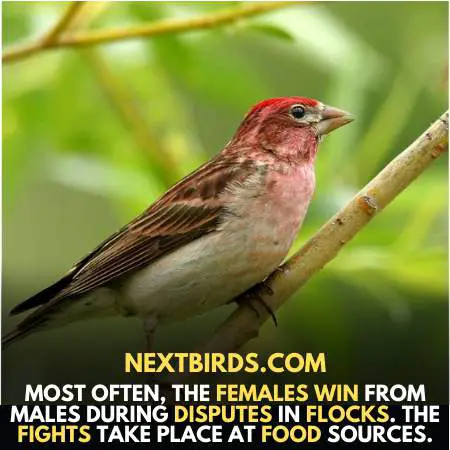 Female of Finches win dispute at food source