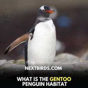 Gentoo’s Penguin