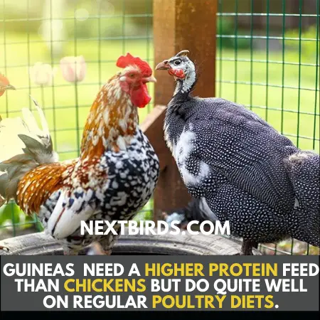 Can You Eat Guinea Fowl Eggs