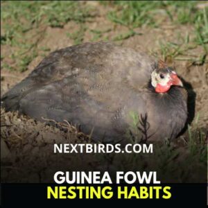 Guinea fowl nesting habits