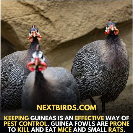 Baby Guinea Fowl are organic pest control
