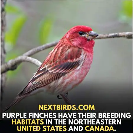 Purple Finch - Everything You Really Need to Know