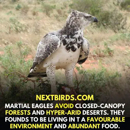 Habitat of Martial Eagle