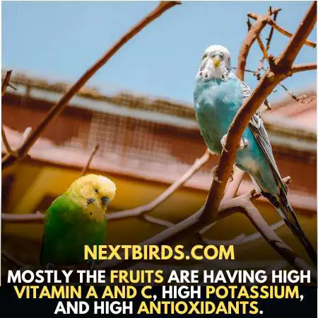 High vitamin diet for parakeets