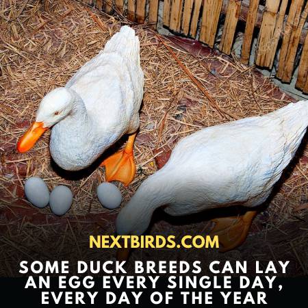When Do Ducks Lay Eggs?