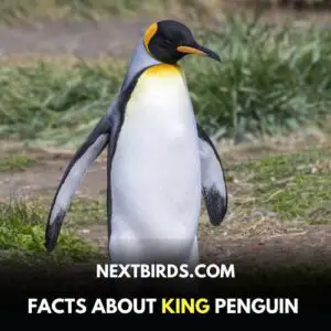 Types of Penguins in Antarctica