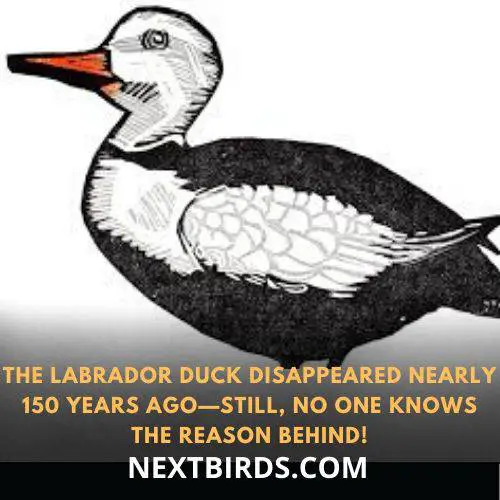 reason to extinction of the labrador duck