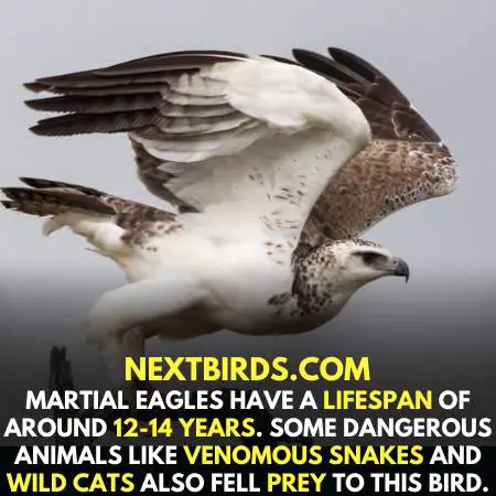 Lifespan of Martial Eagles