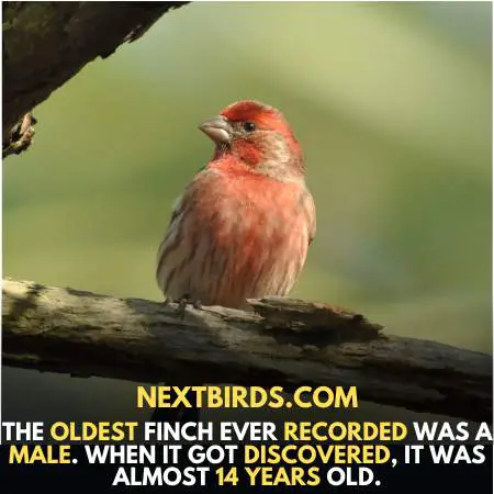 Longest life span of purple finches