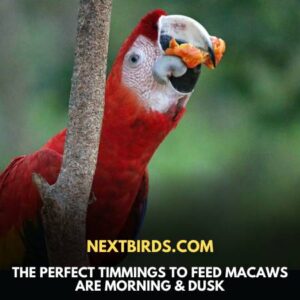 macaw vs antetype