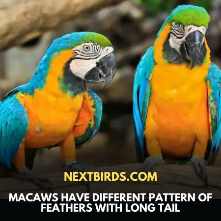 Macaws With Unique Features
