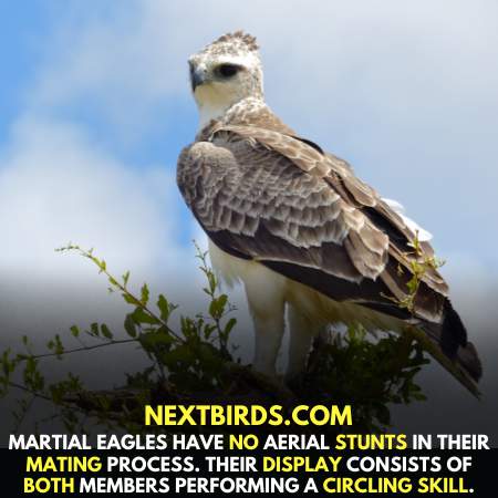 Mating Process of Martial Eagles