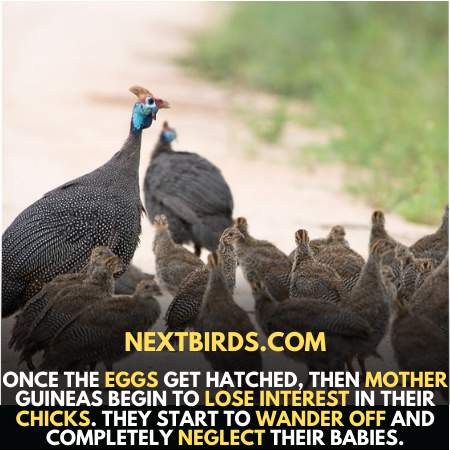 Mother guineas are not good at handling keets