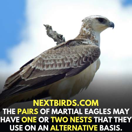 Nest of Martial Eagles