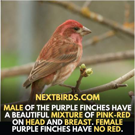 Physical Appearance of Purple male Finches