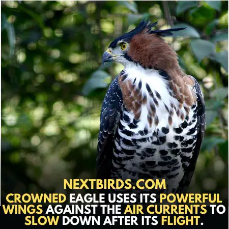 Powerful wings of African Crown Eagles