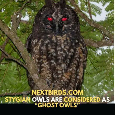 Stygian Owls are devils