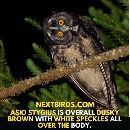 Stygian Owl (Asio stygius) – A Biological Ghost