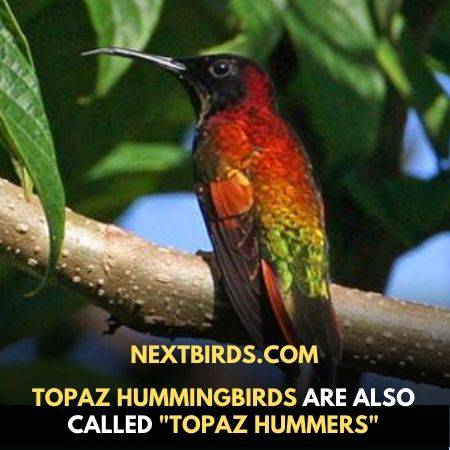 Topaz hummingbird