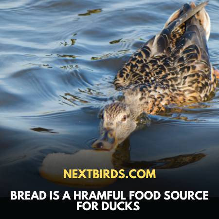 Harmful Food For Ducks