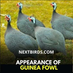 apparance of guinea fowl