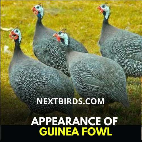 Purple Guinea Fowl - Interesting Facts About Guinea Fowl