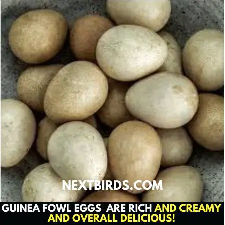 guinea Fowl Eggs