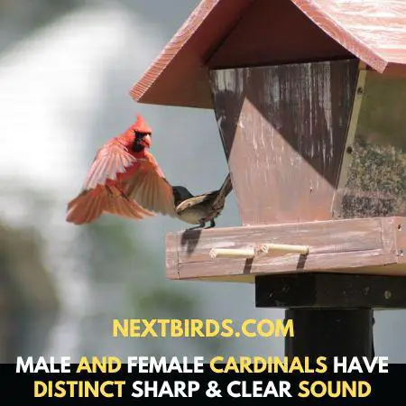 northern cardinal bird