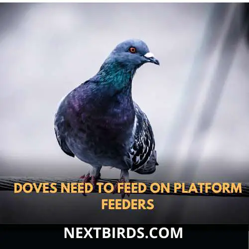 dove needs platform feeders