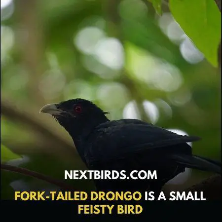 Fork-Tailed Drongo – A Deceptive Mimicker