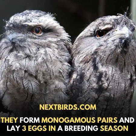 facts about frogmouth bird