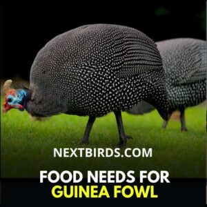 food needs for Guinea fowl