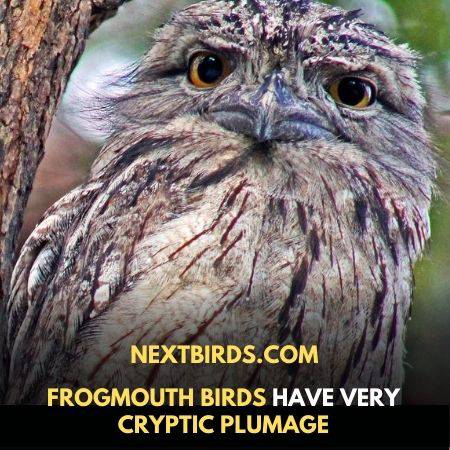 frogmouth birds cryptic plumage