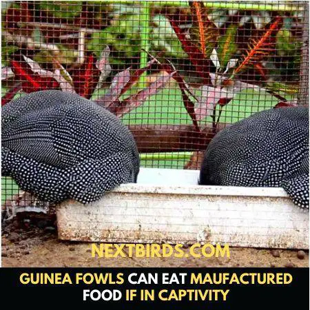 how to raise guinea fowl