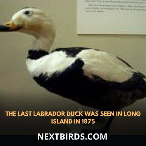 last Labrador duck seen in 1875