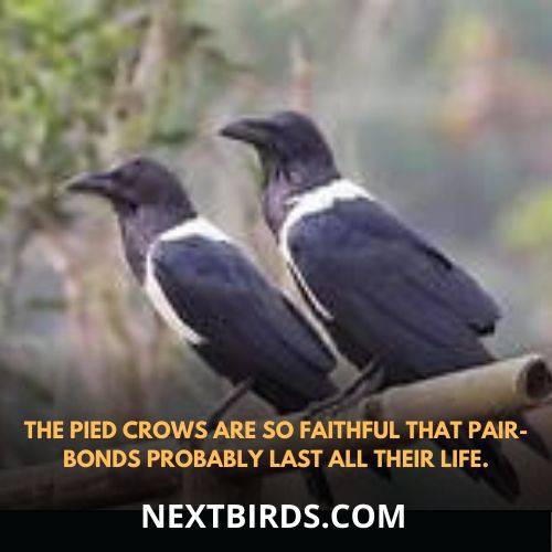 pied crow is loyal to partner