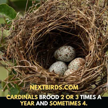 northern cardinals eggs
