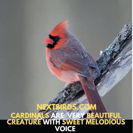 northern cardinals