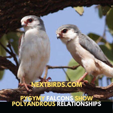Pygmy falcon pairs