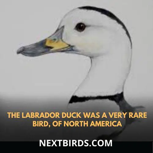 labrador duck is a very rare species of duck
