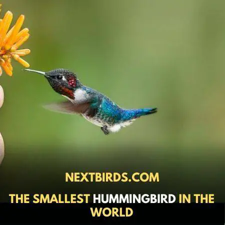Smallest hummingbird