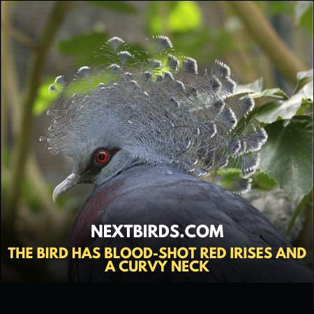 The Victoria Crowned Pigeon has blood-shot red irises and a curvy neck