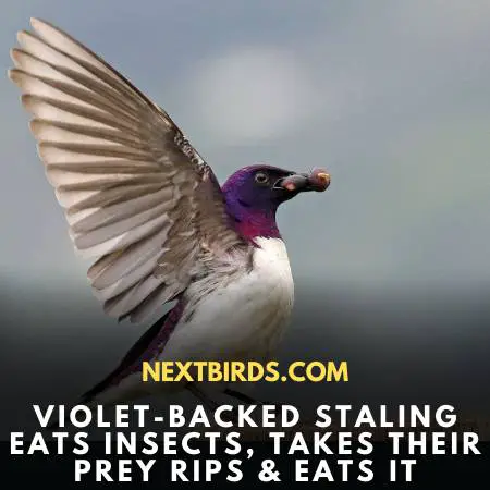 Violet-Backed Starling Feeding