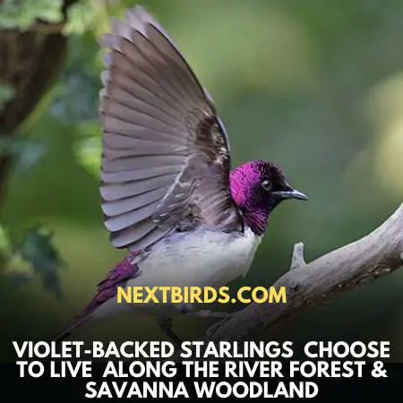 Violet-Backed Starling In Woodlands
