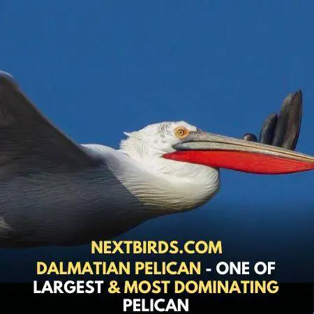 14 birds with largest wingspan