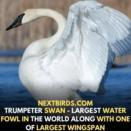 heaviest water fowl