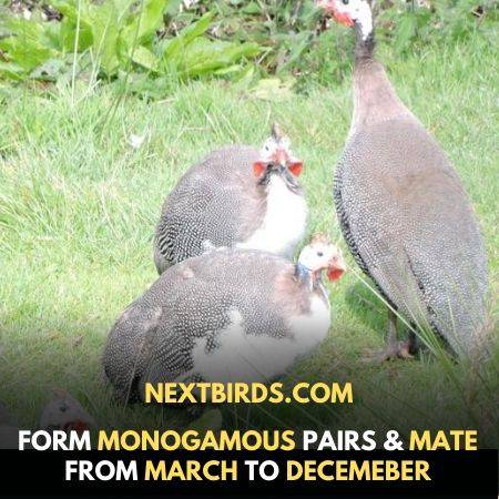 Guinea fowl pairs